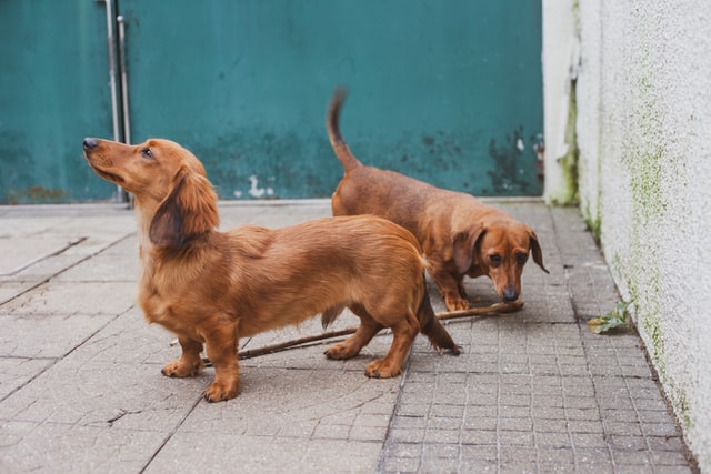 Kistestű kutyák betegségei: tacskóbénulás