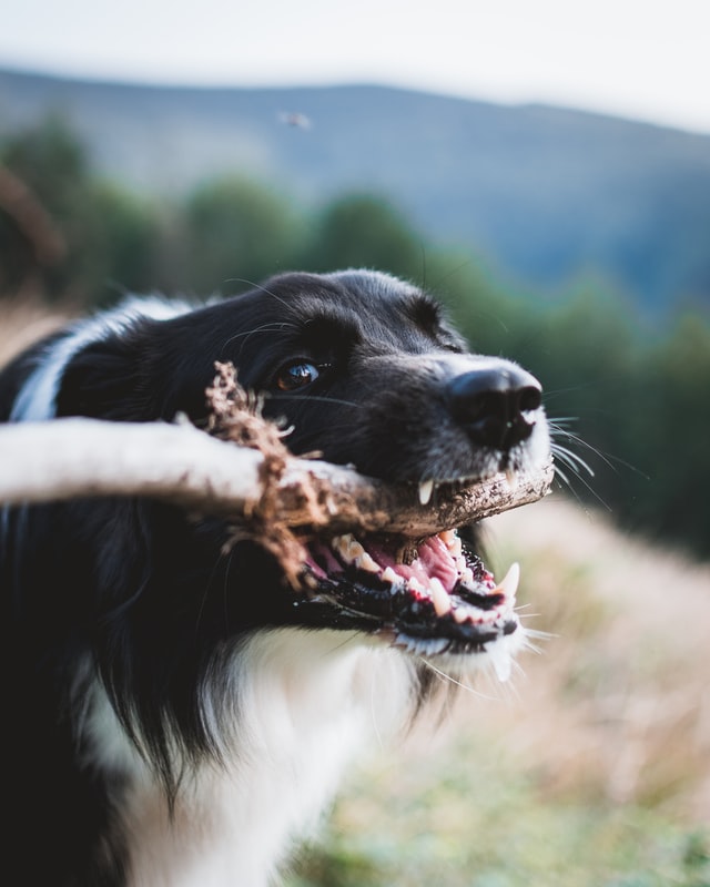 kutya fogkrém, kutya fogápolás: a rágás fontossága